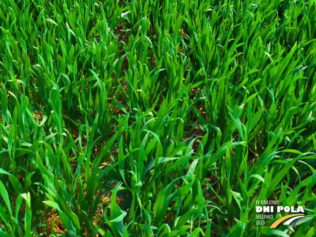 Zdjęcie 3. pszenicy ozimej VENECJA z Hodowli Roślin STRZELCE na polu demonstracyjnym w Sielinku 20.04.2023