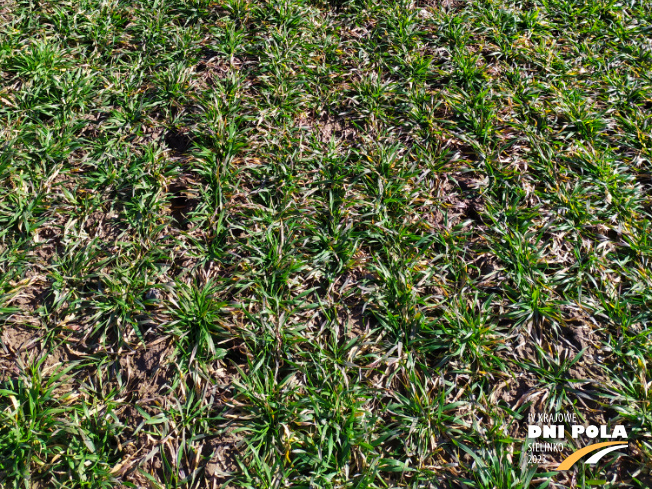 Zdjęcie 3. pszenicy ozimej Wilejka z Hodowli Roślin STRZELCE na polu demonstracyjnym w Sielinku 16.03.2023