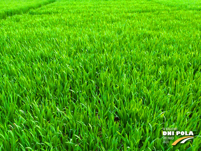 Zdjęcie 1. pszenicy ozimej Wilejka z Hodowli Roślin STRZELCE na polu demonstracyjnym w Sielinku 20.04.2023