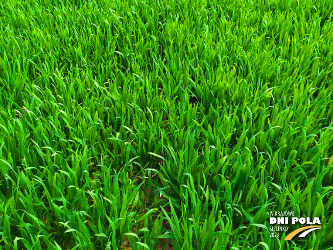 Zdjęcie 2. pszenicy ozimej Wilejka z Hodowli Roślin STRZELCE na polu demonstracyjnym w Sielinku 20.04.2023