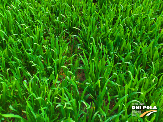 Zdjęcie 3. pszenicy ozimej Wilejka z Hodowli Roślin STRZELCE na polu demonstracyjnym w Sielinku 20.04.2023