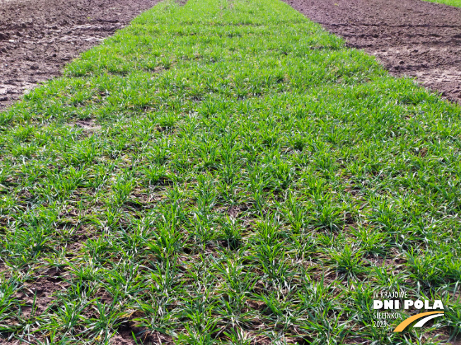 Zdjęcie 1. pszenicy ozimej Ochrona standardowa z Instytutu Ochrony Roślin na polu demonstracyjnym w Sielinku 16.03.2023