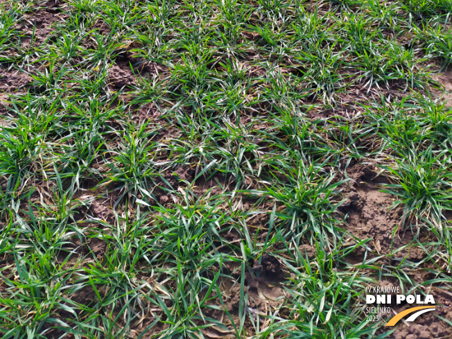 Zdjęcie 3. pszenicy ozimej Ochrona standardowa z Instytutu Ochrony Roślin na polu demonstracyjnym w Sielinku 16.03.2023