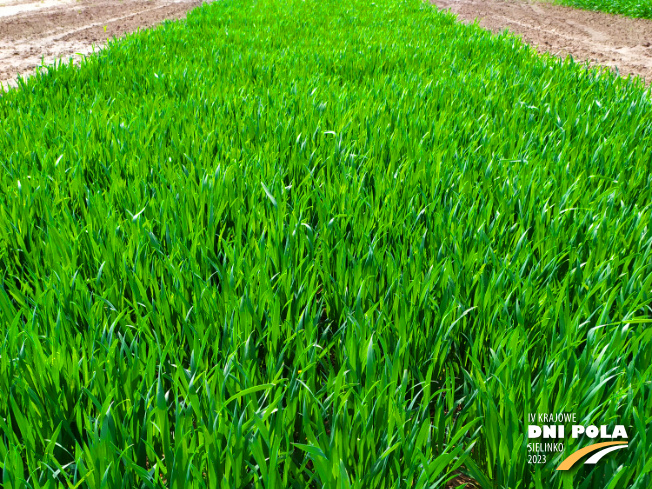 Zdjęcie 1. pszenicy ozimej OCHRONA STANDARDOWA z Instytutu Ochrony Roślin na polu demonstracyjnym w Sielinku 20.04.2023