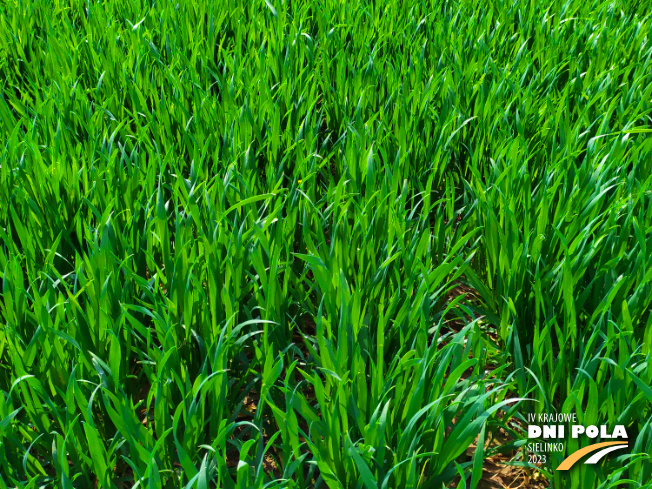 Zdjęcie 2. pszenicy ozimej OCHRONA STANDARDOWA z Instytutu Ochrony Roślin na polu demonstracyjnym w Sielinku 20.04.2023
