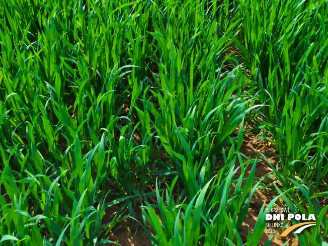 Zdjęcie 3. pszenicy ozimej OCHRONA STANDARDOWA z Instytutu Ochrony Roślin na polu demonstracyjnym w Sielinku 20.04.2023