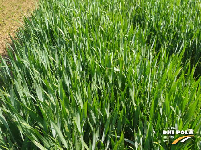 Zdjęcie 1. pszenicy ozimej OCHRONA STANDARDOWA z Instytutu Ochrony Roślin na polu demonstracyjnym w Sielinku 22.05.2023
