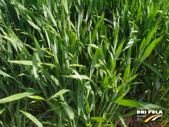 Zdjęcie 3. pszenicy ozimej OCHRONA STANDARDOWA z Instytutu Ochrony Roślin na polu demonstracyjnym w Sielinku 22.05.2023