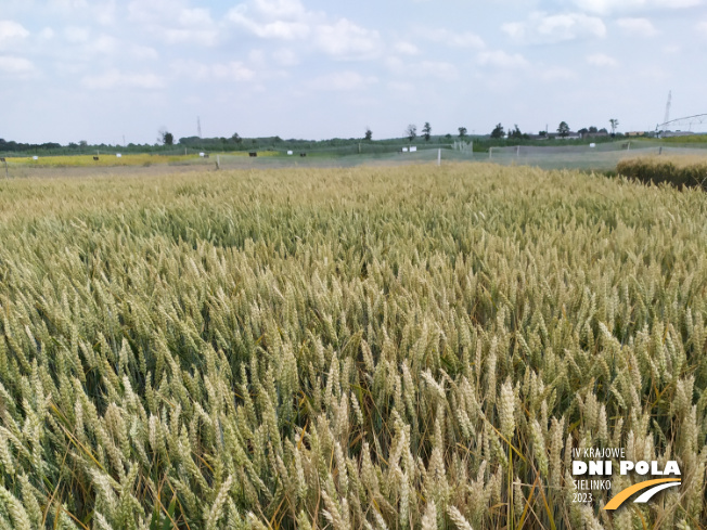 Zdjęcie 1. pszenicy ozimej NAWOŻENIE DOLISTNE z Intermagu na polu demonstracyjnym w Sielinku 04.07.2023