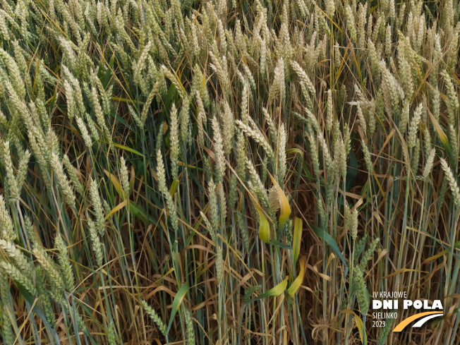 Zdjęcie 3. pszenicy ozimej NAWOŻENIE DOLISTNE z Intermagu na polu demonstracyjnym w Sielinku 04.07.2023