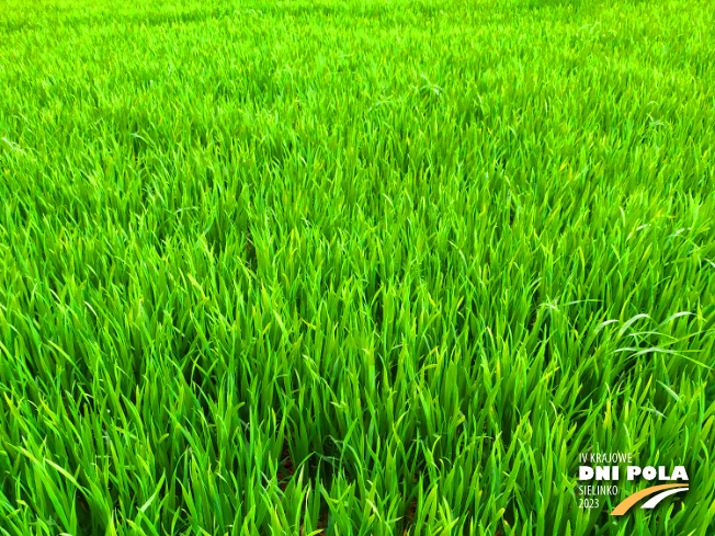 Zdjęcie 1. pszenicy ozimej NAWOŻENIE DOLISTNE z Intermagu na polu demonstracyjnym w Sielinku 20.04.2023