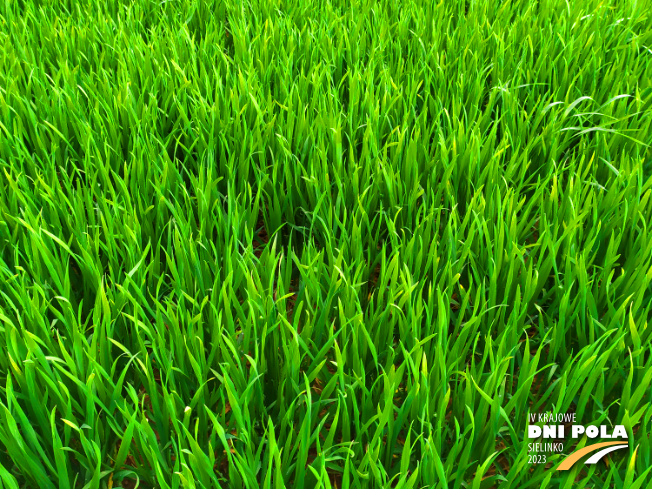 Zdjęcie 2. pszenicy ozimej NAWOŻENIE DOLISTNE z Intermagu na polu demonstracyjnym w Sielinku 20.04.2023