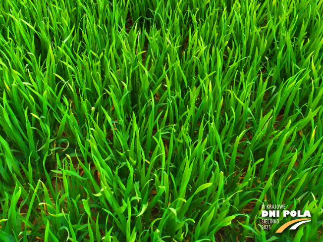 Zdjęcie 3. pszenicy ozimej NAWOŻENIE DOLISTNE z Intermagu na polu demonstracyjnym w Sielinku 20.04.2023