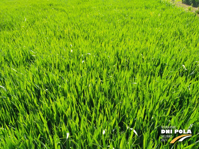 Zdjęcie 1. pszenicy ozimej NAWOŻENIE DOLISTNE z Intermagu na polu demonstracyjnym w Sielinku 22.05.2023