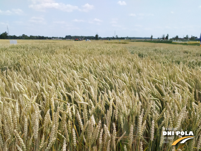 Zdjęcie 1. pszenicy ozimej MEDALISTKA (LOZ) z Małopolskiej Hodowli Roślin na polu demonstracyjnym w Sielinku 04.07.2023