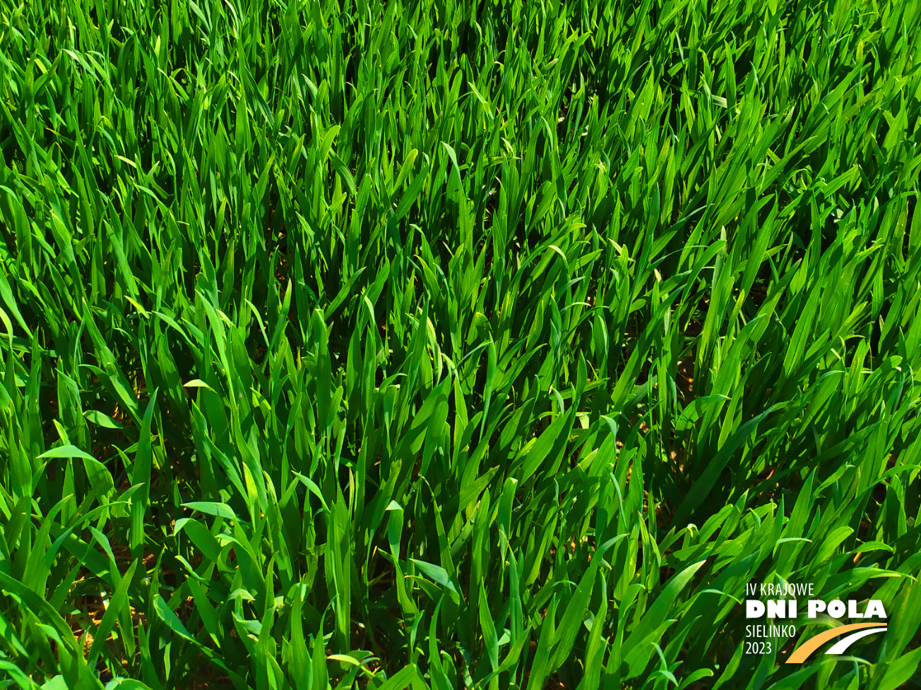Pszenica Ozima BULLDOZER Krajowe Dni Pola 2023 Pszenica Ozima BULLDOZER Krajowe Dni Pola 2023