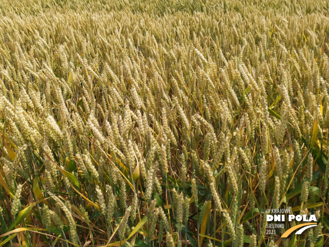 Zdjęcie 2. pszenicy ozimej RGT BILANZ z RAGT Nasiona na polu demonstracyjnym w Sielinku 04.07.2023