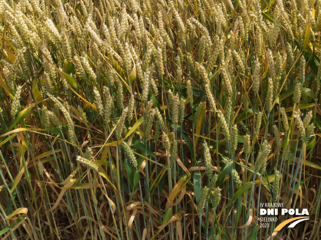 Zdjęcie 3. pszenicy ozimej RGT BILANZ z RAGT Nasiona na polu demonstracyjnym w Sielinku 04.07.2023