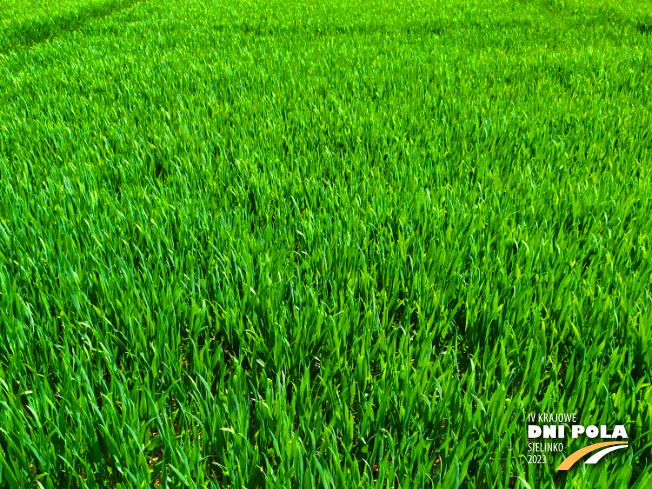 Zdjęcie 1. pszenicy ozimej RGT BILANZ z RAGT Nasiona na polu demonstracyjnym w Sielinku 20.04.2023