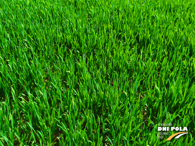 Zdjęcie 2. pszenicy ozimej RGT BILANZ z RAGT Nasiona na polu demonstracyjnym w Sielinku 20.04.2023