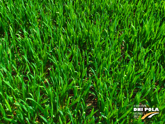 Zdjęcie 3. pszenicy ozimej RGT BILANZ z RAGT Nasiona na polu demonstracyjnym w Sielinku 20.04.2023