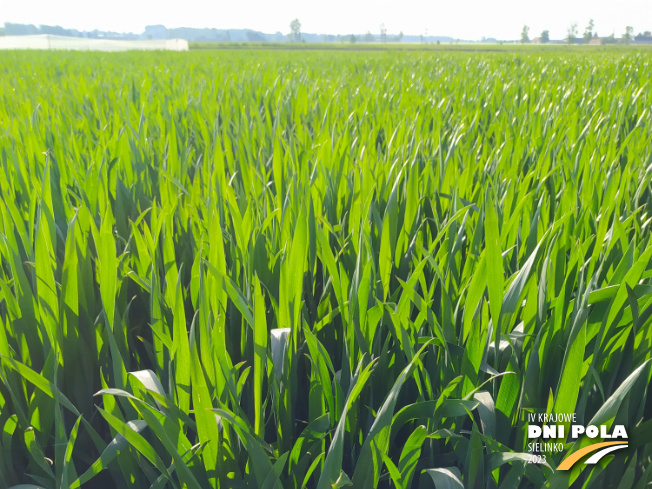 Zdjęcie 1. pszenicy ozimej RGT BILANZ z RAGT Nasiona na polu demonstracyjnym w Sielinku 22.05.2023