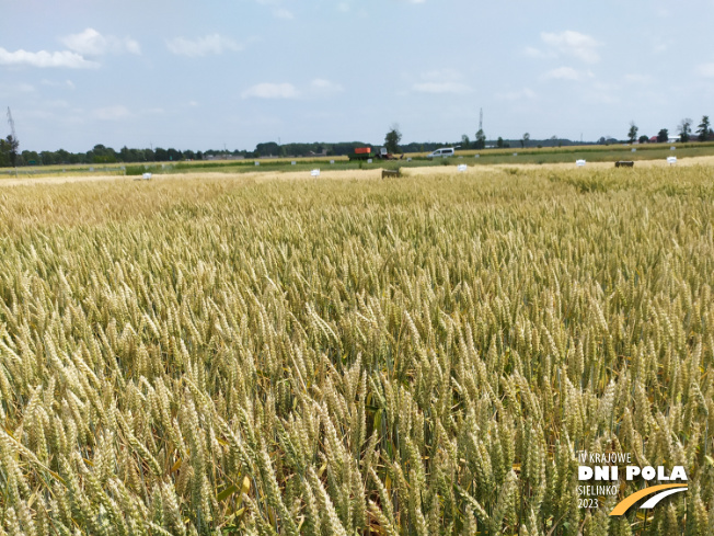 Zdjęcie 1. pszenicy ozimej RGT DEPOT z RAGT Nasiona na polu demonstracyjnym w Sielinku 04.07.2023