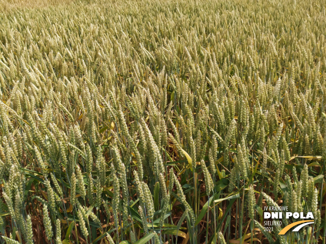 Zdjęcie 2. pszenicy ozimej RGT DEPOT z RAGT Nasiona na polu demonstracyjnym w Sielinku 04.07.2023