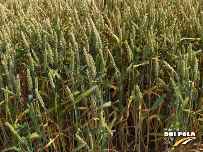 Zdjęcie 3. pszenicy ozimej RGT DEPOT z RAGT Nasiona na polu demonstracyjnym w Sielinku 04.07.2023