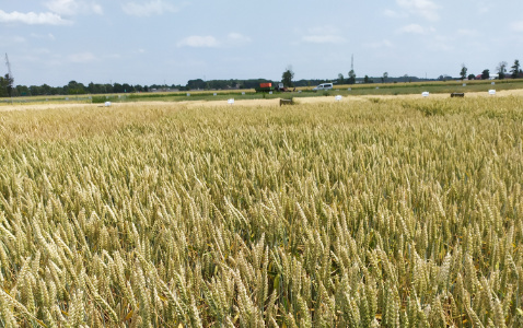Zdjęcie pszenicy ozimej RGT DEPOT z RAGT Nasiona na polu demonstracyjnym w Sielinku 04.07.2023