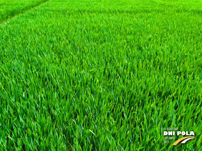 Zdjęcie 1. pszenicy ozimej RGT DEPOT z RAGT Nasiona na polu demonstracyjnym w Sielinku 20.04.2023
