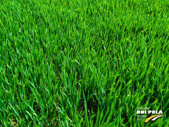 Zdjęcie 2. pszenicy ozimej RGT DEPOT z RAGT Nasiona na polu demonstracyjnym w Sielinku 20.04.2023