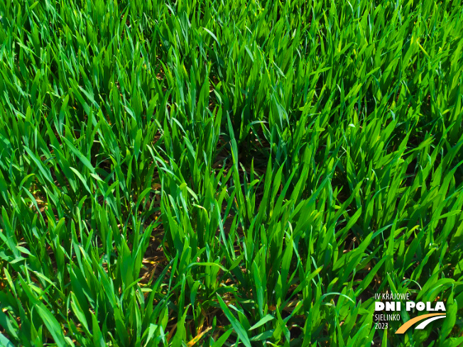 Zdjęcie 3. pszenicy ozimej RGT DEPOT z RAGT Nasiona na polu demonstracyjnym w Sielinku 20.04.2023