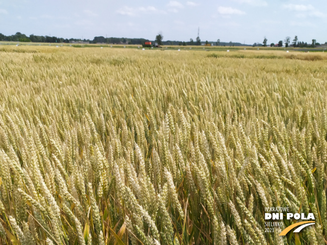 Zdjęcie 1. pszenicy ozimej RGT DIPLOM z RAGT Nasiona na polu demonstracyjnym w Sielinku 04.07.2023