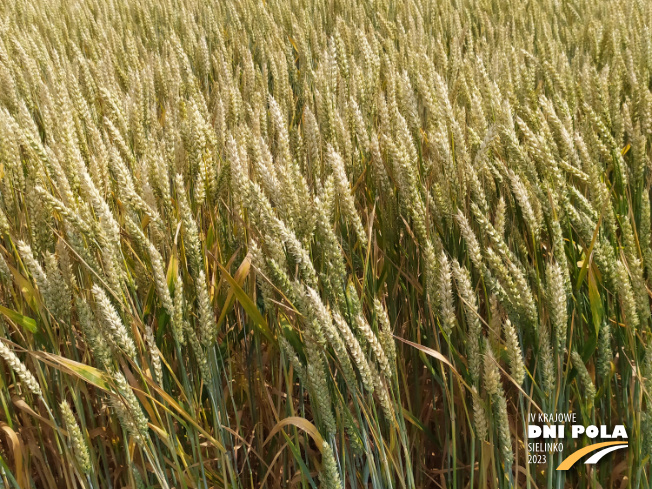Zdjęcie 2. pszenicy ozimej RGT DIPLOM z RAGT Nasiona na polu demonstracyjnym w Sielinku 04.07.2023