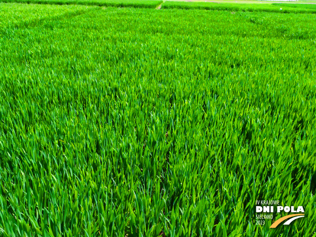 Zdjęcie 1. pszenicy ozimej RGT Diplom z RAGT Nasiona na polu demonstracyjnym w Sielinku 20.04.2023
