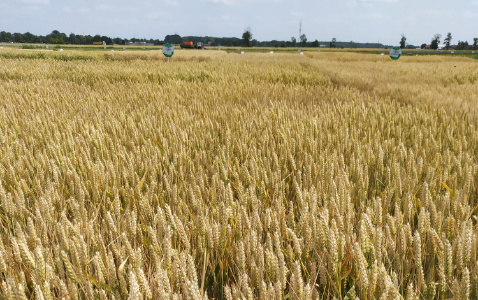 Zdjęcie pszenicy ozimej RGT LINUS z RAGT Nasiona na polu demonstracyjnym w Sielinku 04.07.2023