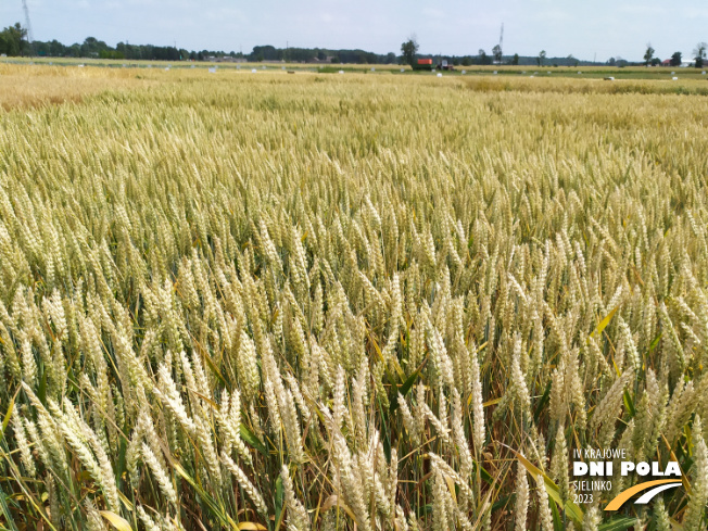 Zdjęcie 1. pszenicy ozimej RGT METRONOM z RAGT Nasiona na polu demonstracyjnym w Sielinku 04.07.2023