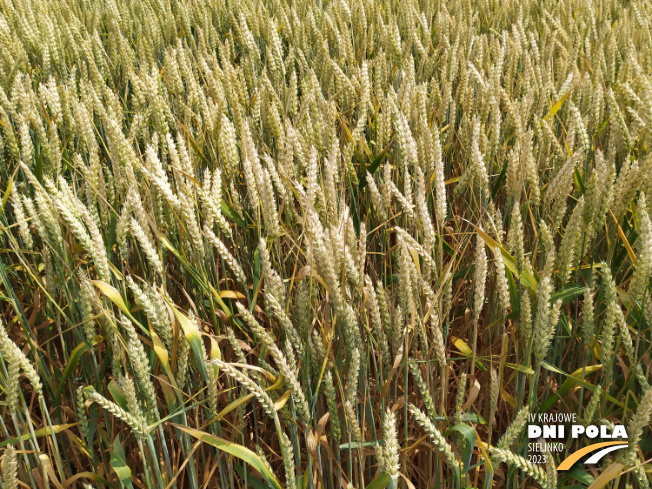 Zdjęcie 2. pszenicy ozimej RGT METRONOM z RAGT Nasiona na polu demonstracyjnym w Sielinku 04.07.2023