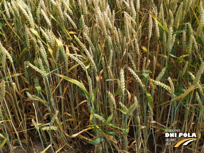 Zdjęcie 3. pszenicy ozimej RGT METRONOM z RAGT Nasiona na polu demonstracyjnym w Sielinku 04.07.2023