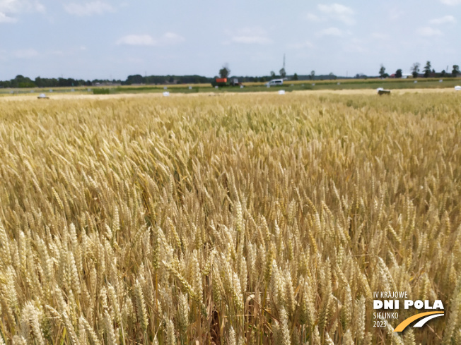Zdjęcie 1. pszenicy ozimej RGT PROVISION z RAGT Nasiona na polu demonstracyjnym w Sielinku 04.07.2023