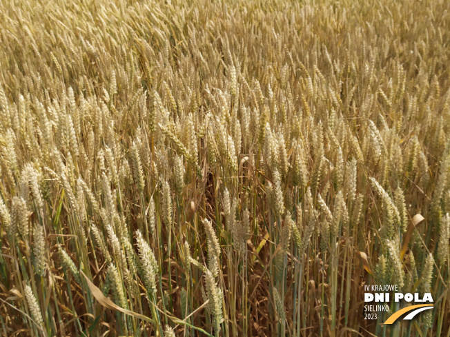 Zdjęcie 2. pszenicy ozimej RGT PROVISION z RAGT Nasiona na polu demonstracyjnym w Sielinku 04.07.2023