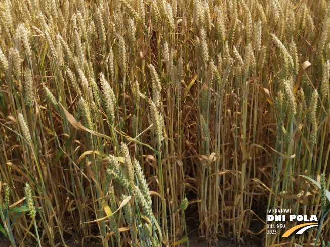 Zdjęcie 3. pszenicy ozimej RGT PROVISION z RAGT Nasiona na polu demonstracyjnym w Sielinku 04.07.2023
