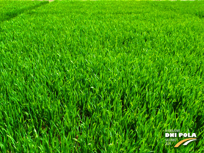 Zdjęcie 1. pszenicy ozimej RGT Provision z RAGT Nasiona na polu demonstracyjnym w Sielinku 20.04.2023