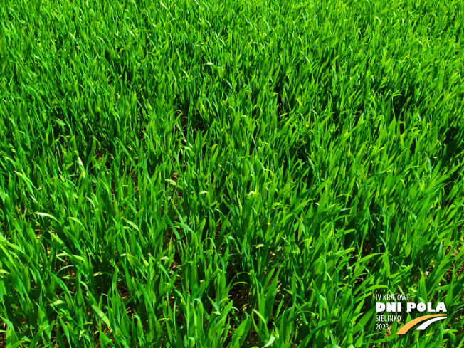 Zdjęcie 2. pszenicy ozimej RGT Provision z RAGT Nasiona na polu demonstracyjnym w Sielinku 20.04.2023