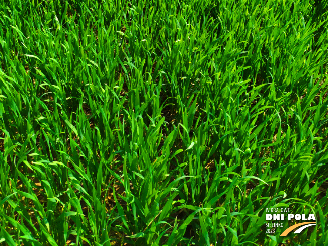 Zdjęcie 3. pszenicy ozimej RGT Provision z RAGT Nasiona na polu demonstracyjnym w Sielinku 20.04.2023