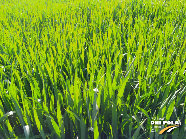 Zdjęcie 1. pszenicy ozimej RGT PROVISION z RAGT Nasiona na polu demonstracyjnym w Sielinku 22.05.2023