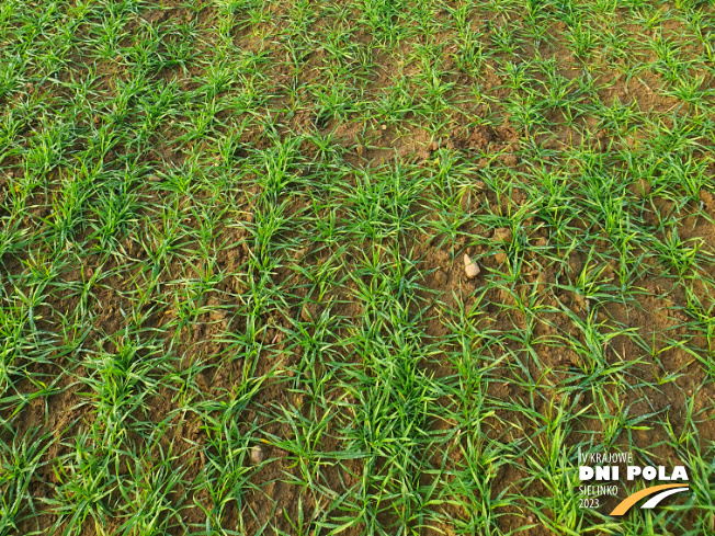 Zdjęcie 3. pszenicy ozimej RGT Provision z RAGT Nasiona na polu demonstracyjnym w Sielinku 28.11.2022