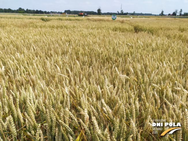 Zdjęcie 1. pszenicy ozimej RGT REFORM z RAGT Nasiona na polu demonstracyjnym w Sielinku 04.07.2023