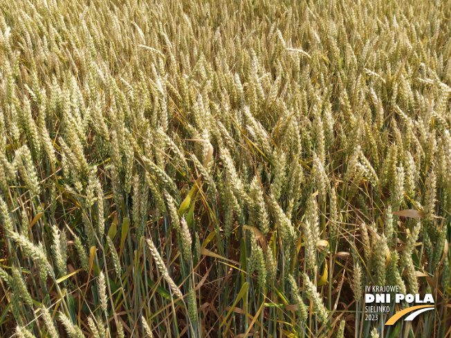 Zdjęcie 2. pszenicy ozimej RGT REFORM z RAGT Nasiona na polu demonstracyjnym w Sielinku 04.07.2023